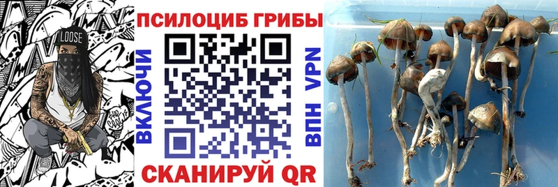 Псилоцибиновые грибы Psilocybe  Купить где  Вихоревка 